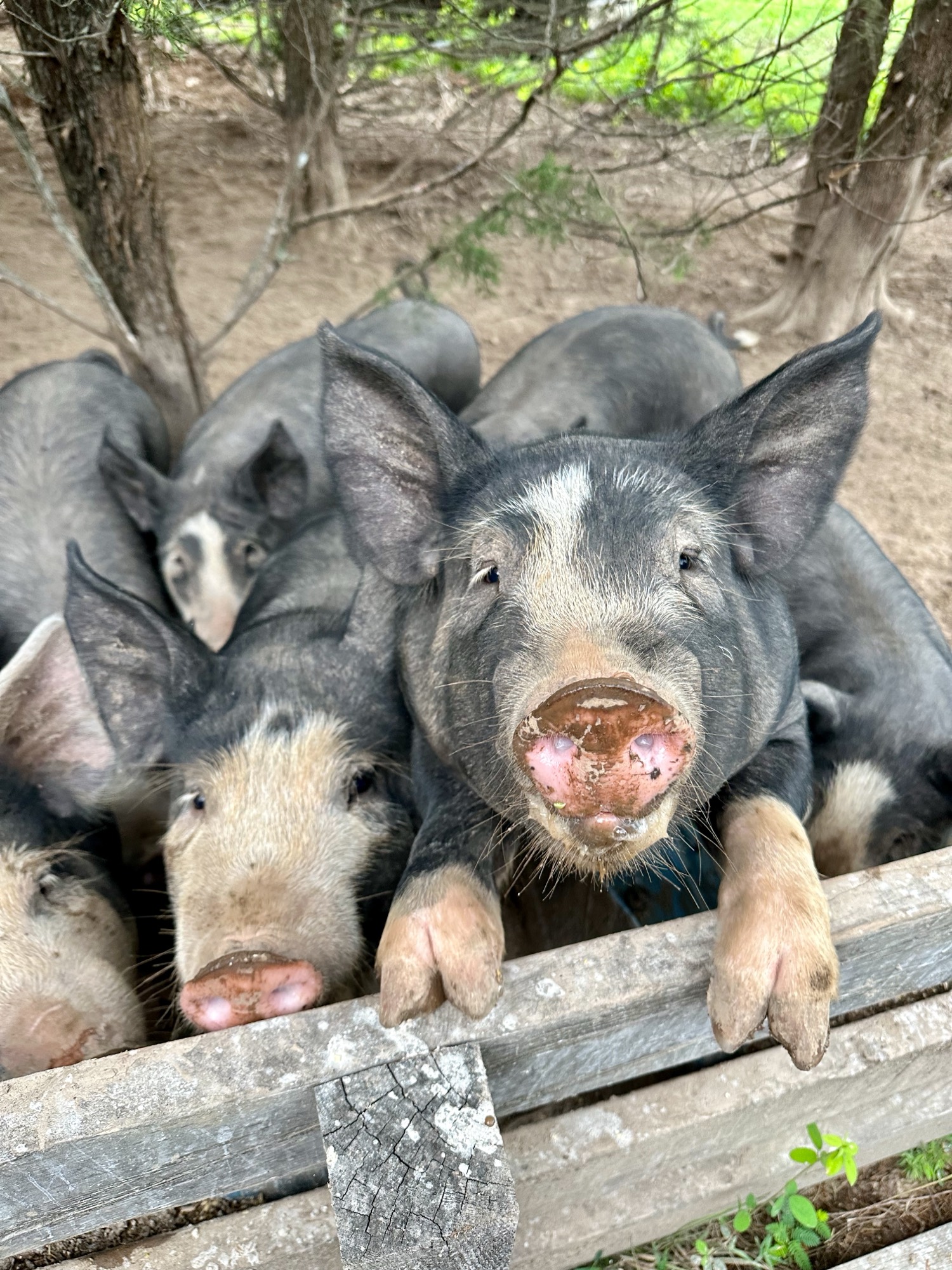 Pure Berkshire piglets in forest
